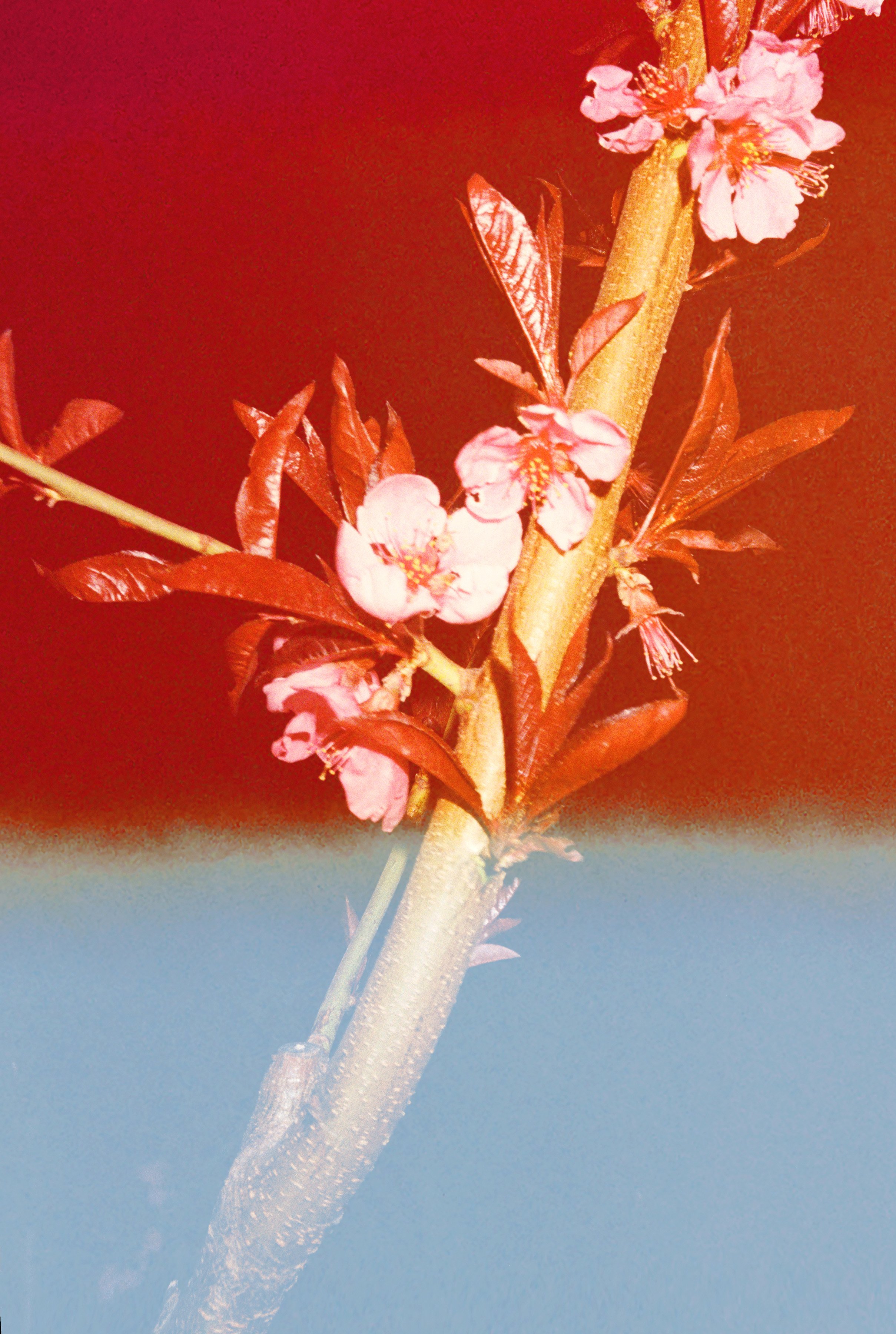 サイン入り‼️ 絶版‼️ Lin Zhipeng Saint Laurent サイン入り‼️ 絶版‼️ Lin Zhipeng Saint Laurent サイン入り‼️ 絶版